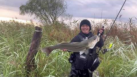 câu cá vược biển tại nhật bản