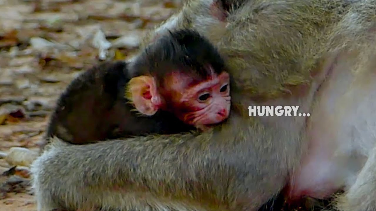 Hungry... Poorest newly baby monkey very hungry mum always block her milk