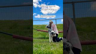 Самый сложный кинологический спорт - обидиенс. #аусси#дрессировка#овчарка#спорт#красота#умнаясобака