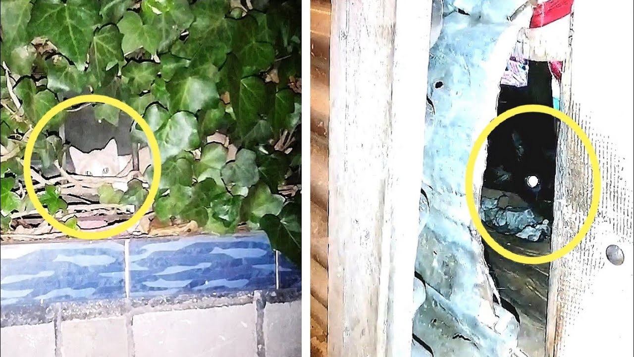 Feeding outdoor cat colonies is fun 😊 YouTube