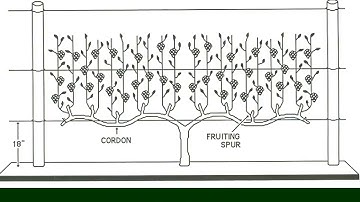 The 4-Arm KniffinTraining System for Grapevines - Grape Video #15