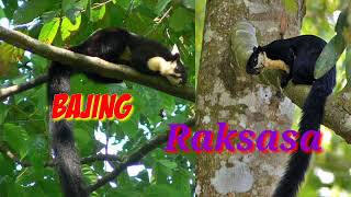 Suara Tupai Raksasa Atau Jelarang(Fauna)