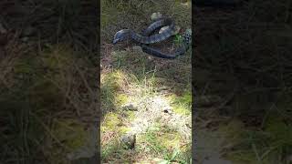 Australian Tiger Snake lightening strike ! (Just missed me FUCK). Profile