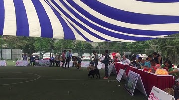 Dog show H