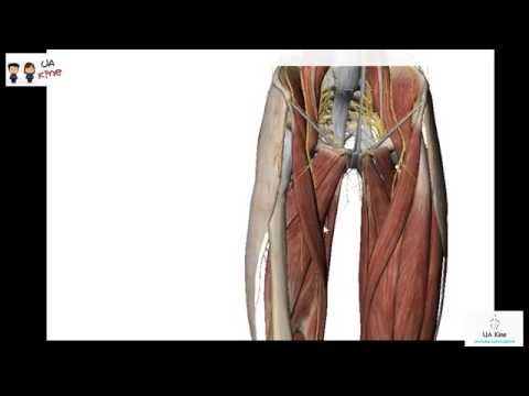 Vídeo: Adductor Longus Músculo Origen, Función Y Anatomía - Mapas Corporales