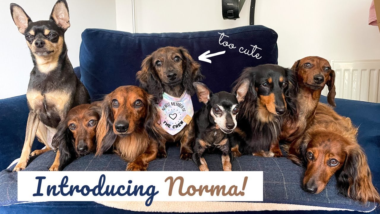 Collecting // Introducing our new Sausage Dog Puppy to our Dachshunds! YouTube
