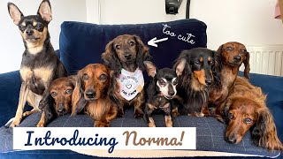 Collecting // Introducing our new Sausage Dog Puppy to our Dachshunds!