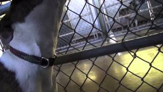 46954 Female Amstaff