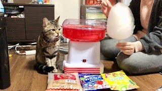 妹の手作りわたあめが気になりすぎてフミフミが止まらない猫ｗ