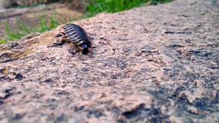 Alien|Stranger insects |Stranger things|DP BOX|Insect|Alien insect|
