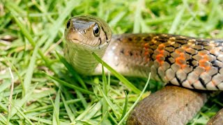 Checkered Keelback Snake | हिंदी: पाणी वाला साप | मराठी: वेरुळा, दिवड बिन विषारी