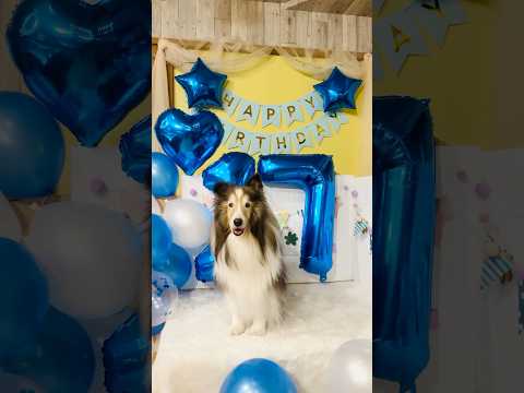 Happy 17th Birthday🎂🎉💖 #シェルティ #シェットランドシープドッグ #shorts