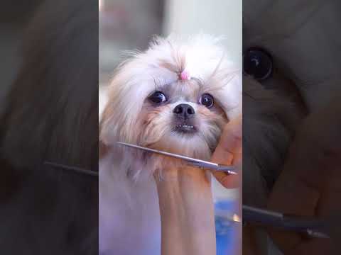 Vidéo: Sweetest Five Small, races de chien moelleuses