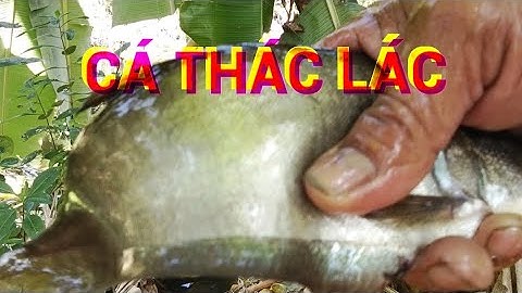 thăm lờ dính cá thác lác