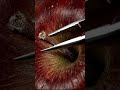 The Most Satisfying Apple Stem Removal Ever Headphones ON 🎧🤯🔬#shorts #asmr #zooming