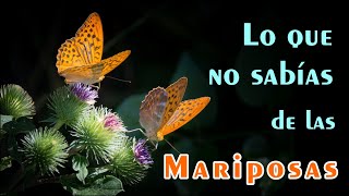 Lo que no sabias de las mariposas #animales #fascinantes