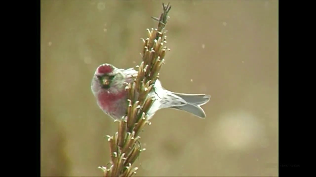 ベニヒワ（1）中之条町（群馬県-旧六合村） - Common redpoll - Wild