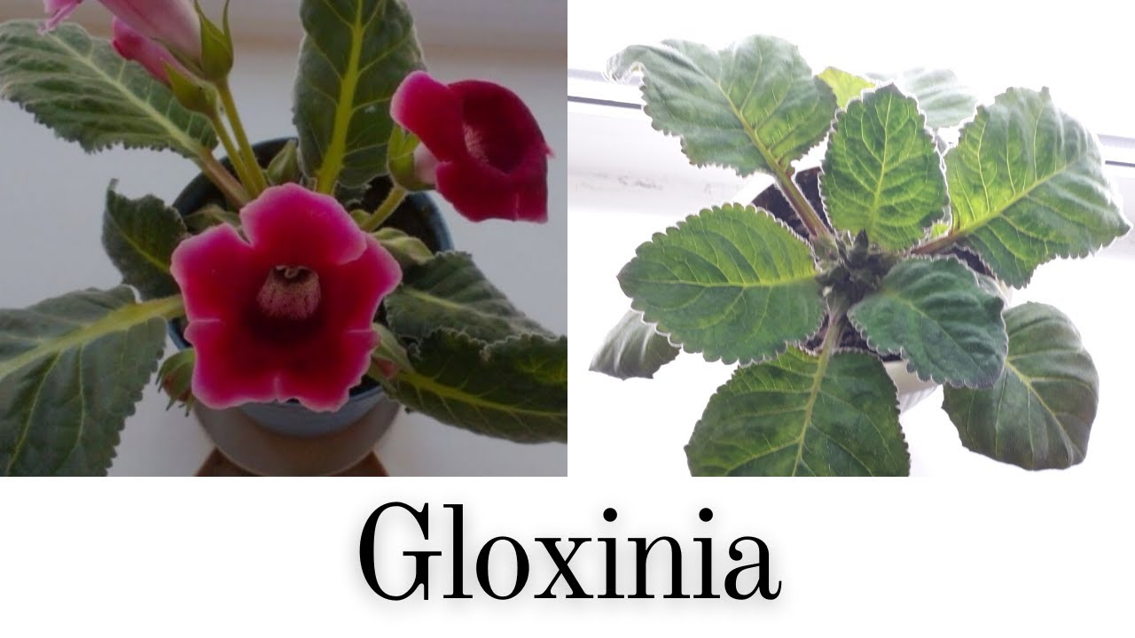 Gloxinia/Indoor flowering plant