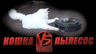 Versus  / Версус: кот vs пылесос