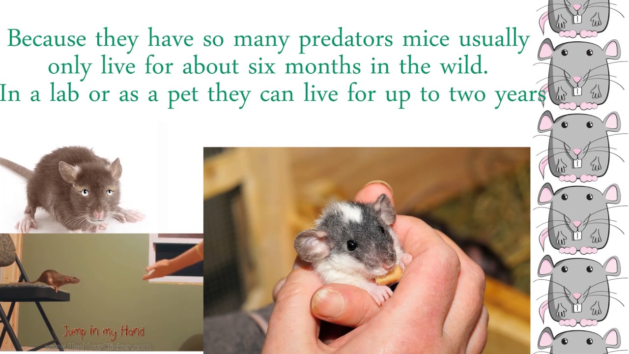 Amazing facts about the mouse Kids n Toys Animals knowledge, mouse fact, pet care