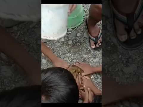 video lucu 2023