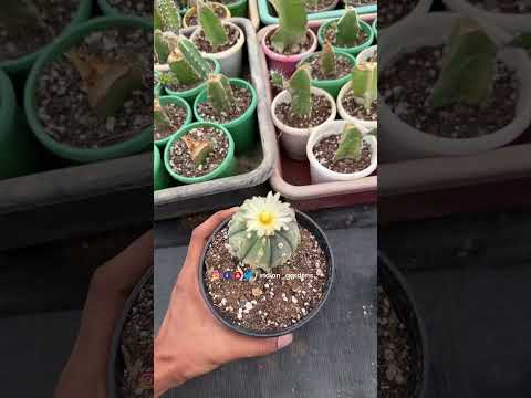 Indiangardens - cactus in flowers #cactus #plants - YouTube