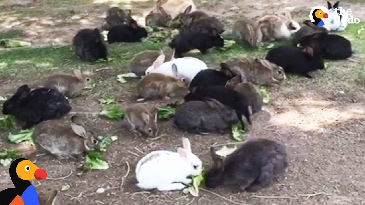 Abandoned Bunnies Dumped in Field Rescued by Woman in Las Vegas The