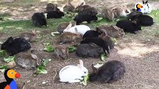 Abandoned Bunnies Dumped in Field Rescued by Woman in Las Vegas | The Dodo