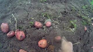 1. Урожай картофеля 2020