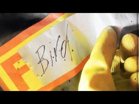 F.bird | A cinematic dance film by Jules Cunningham, Julie Verhoeven, JD Samson