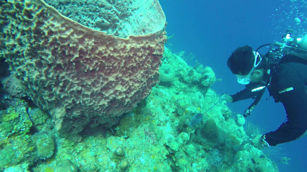 Roatan Dive Trip 2016 4K First Dive Highlights YouTube