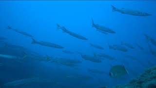 Buceo en "Las Águilas" en San Juan de los Terreros (Almería).