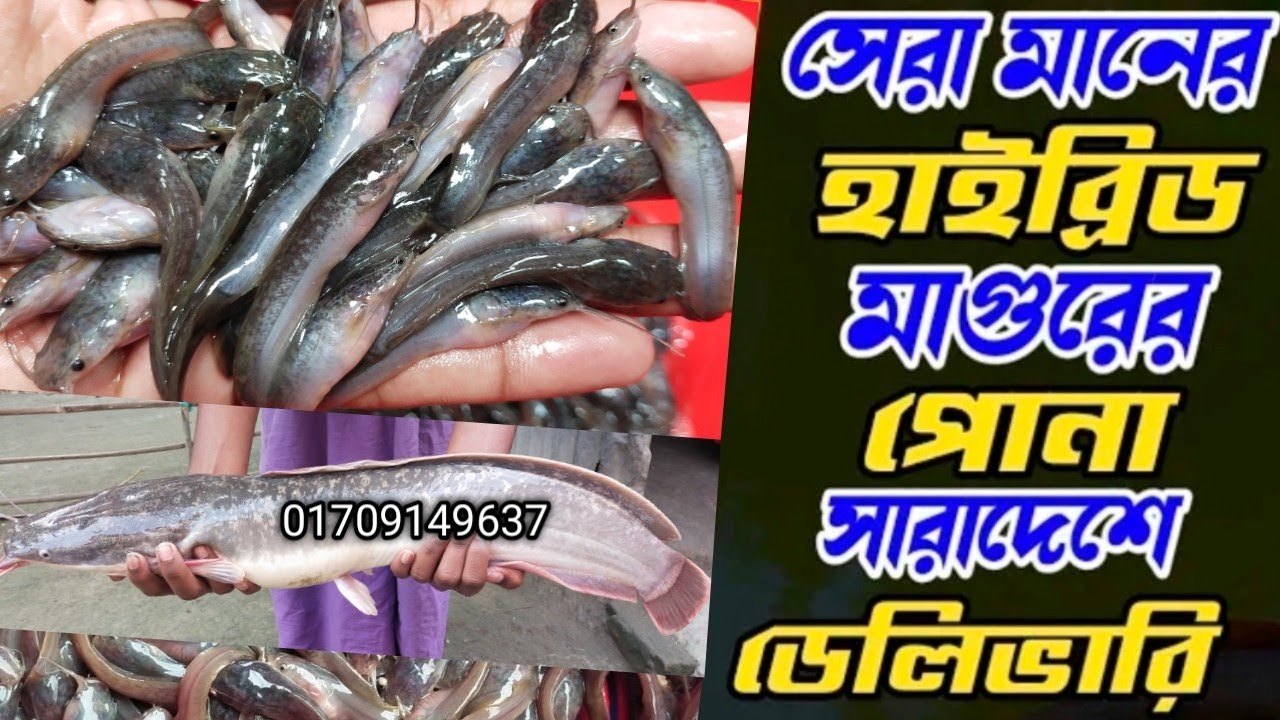 Notun Hybrid magur macher pona | Hybrid magur fish farming business | Cat fish | হাইব্রিড মাগুর মাছ