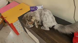 Persian guest cat Misty's 3rd stay compiled moments #kittuandlilysworld #catvideos #guestcat #misty