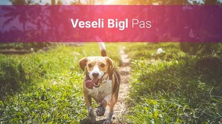 Veseli Bigl Pas - Slike I Karakteristike Bigl Pasmine Pasa 🐕