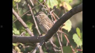 Lincoln's Sparrow Identification Example