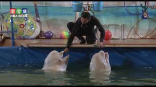 Петицию против дельфинария поддержали 1300 горожан(, 2016-05-19T16:28:57.000Z)