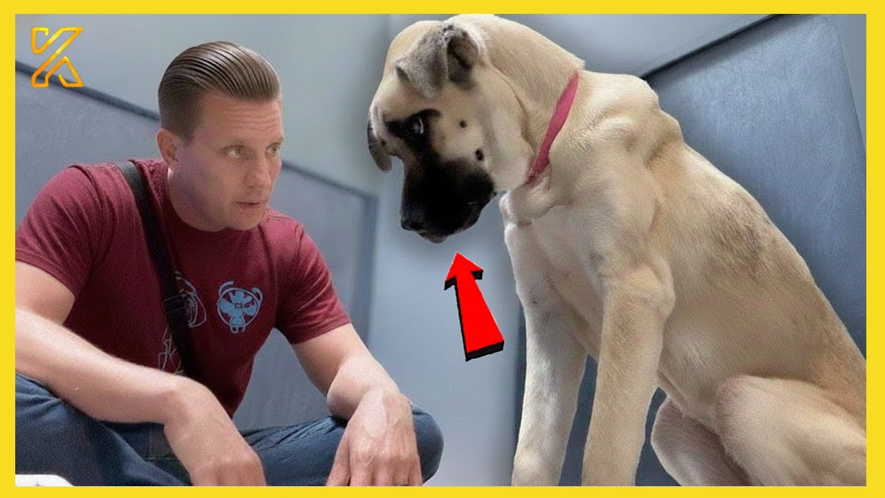 🐶 Dogs Being Silly And Hilarious The Most You’ve Ever Seen! 🤣 You Won’t  Stop Laughing!