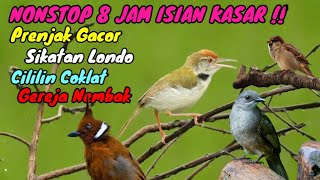 MASTERAN mantap MURAI batu !! PRENJAK gacor, SIKATAN londo, CILILIN gacor vs GEREJA tarung GACOR