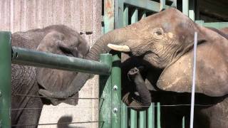 The Zoo gives thanks for a new elephant!