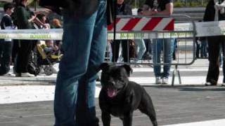 Cool Staffordshire Bull Terrier
