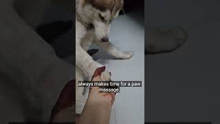 #dog #pets #gsds #music #husky #cute #funny #viral #puppy #huskylife