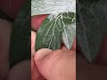 What is this white stuff on my peony?