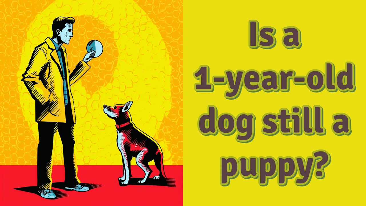 Is A 1 year old Dog Still A Puppy YouTube