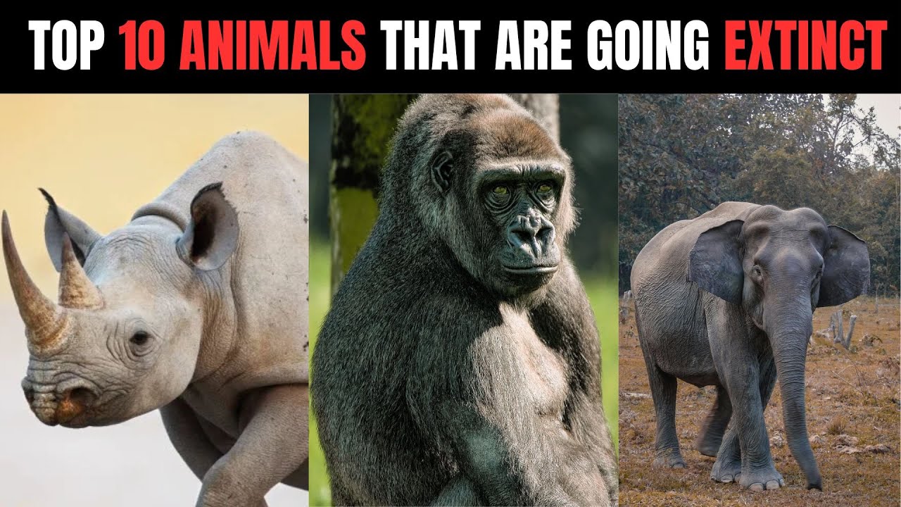 Top 10 Endangered Animals on the Brink of Extinction | Act Now to Save ...