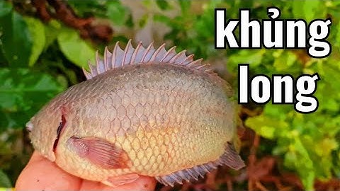 GIẬT MỎI TAY với bầy cá rô mề K.H.ỦNG sau cơm mưa lớn