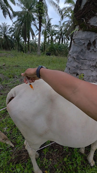 Vitamin injection for pregnant cows #cow #animals #shorts