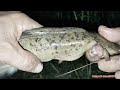 #mancing di spot #rawa masih cukup menjajikan lele #liaran
