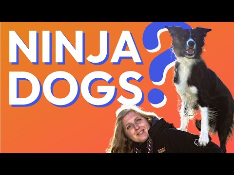 Was ist Ninjadogs? | Alle Infos zum neuen Hundesport | wedog