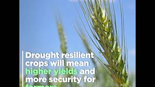 Scientists find new way to develop drought-resilient crops